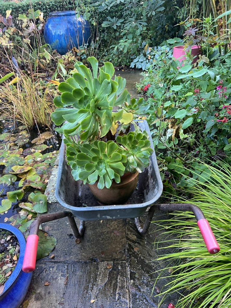 First Experiences in Irish Gardening; or, How to Grow a Banana&nbsp;Plant