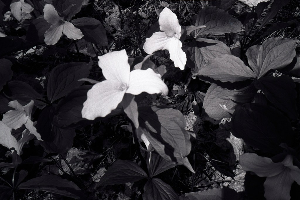 American Indifference or, The Many Irish Words For&nbsp;Rain